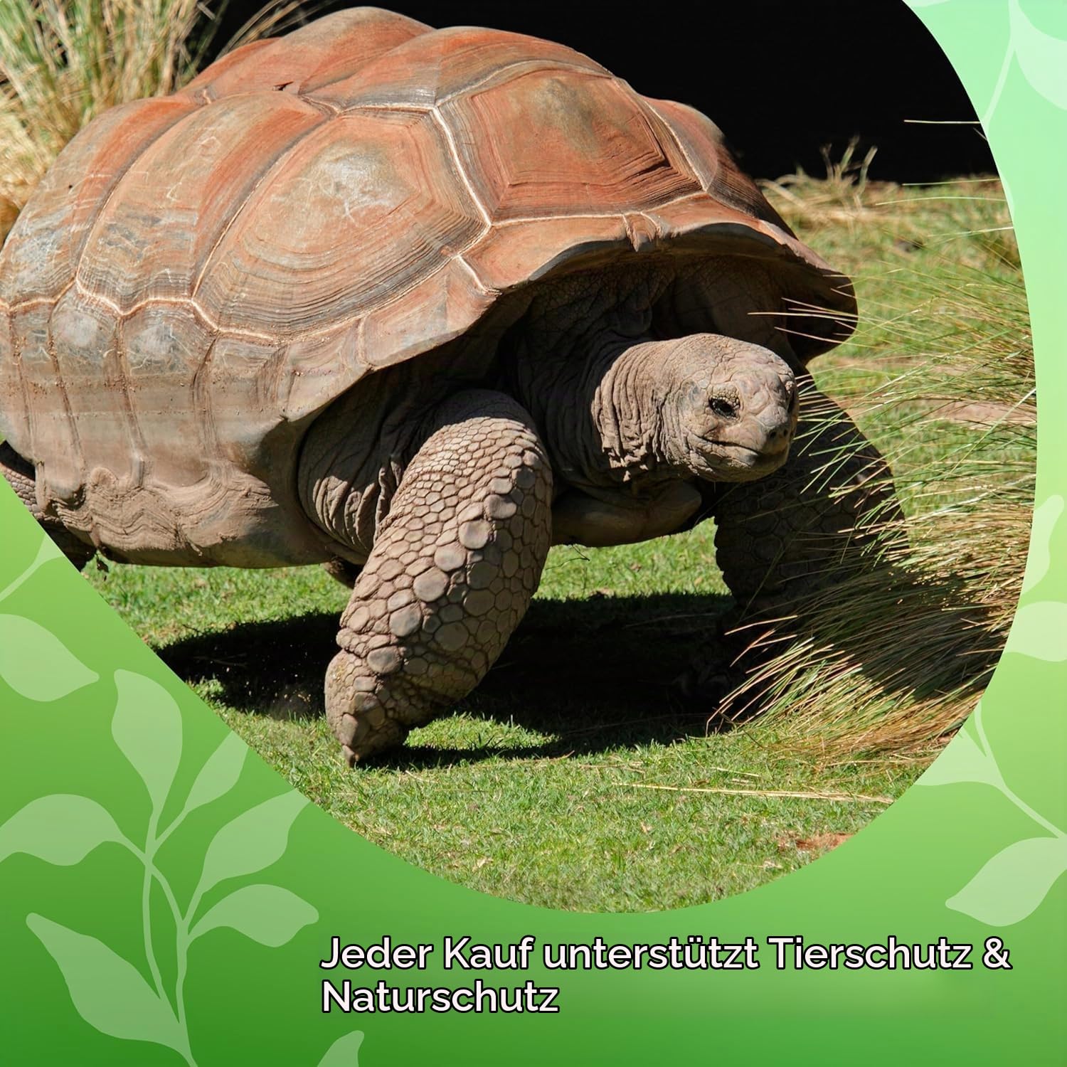 david-rio-signature-chai-tortoise-green-tee-398-g-dose image 7